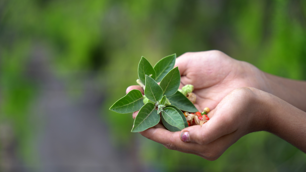 Natural Wellness Product