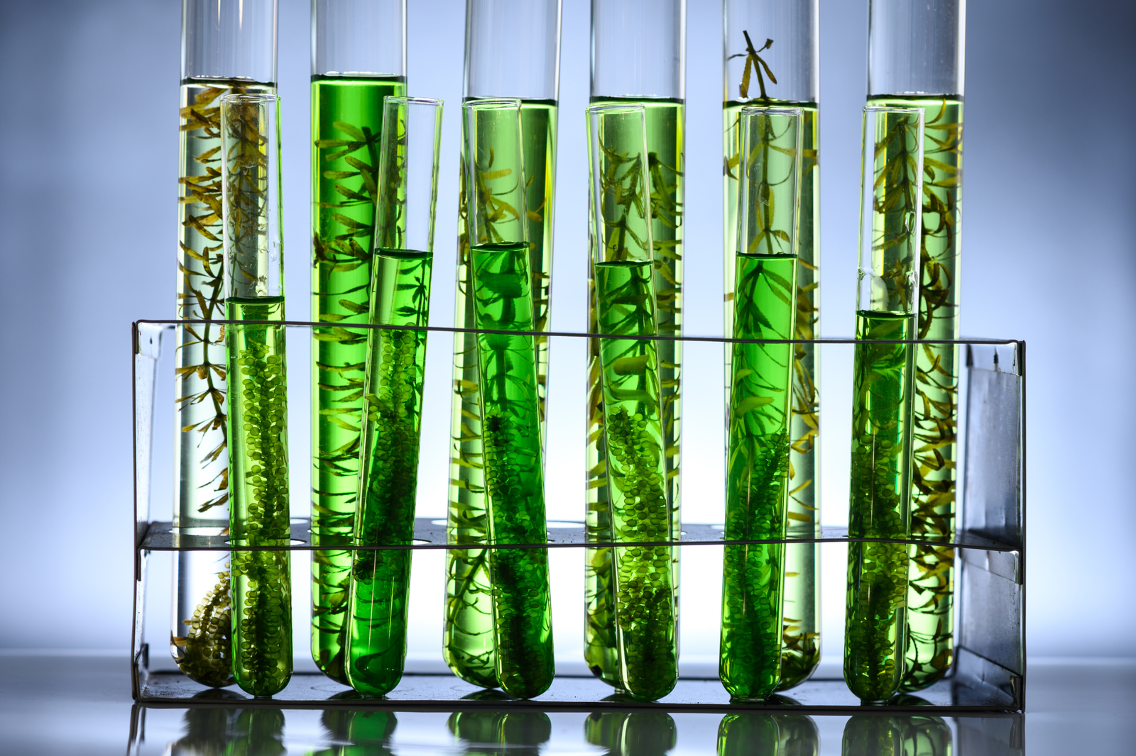 Green Tea Extract