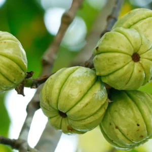 Garcinia Cambogia Extract