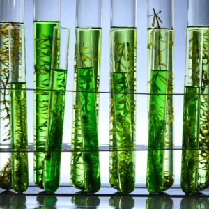Green Tea Extract