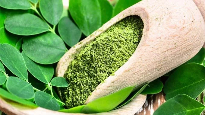 Moringa Leaf Extract - Image 2