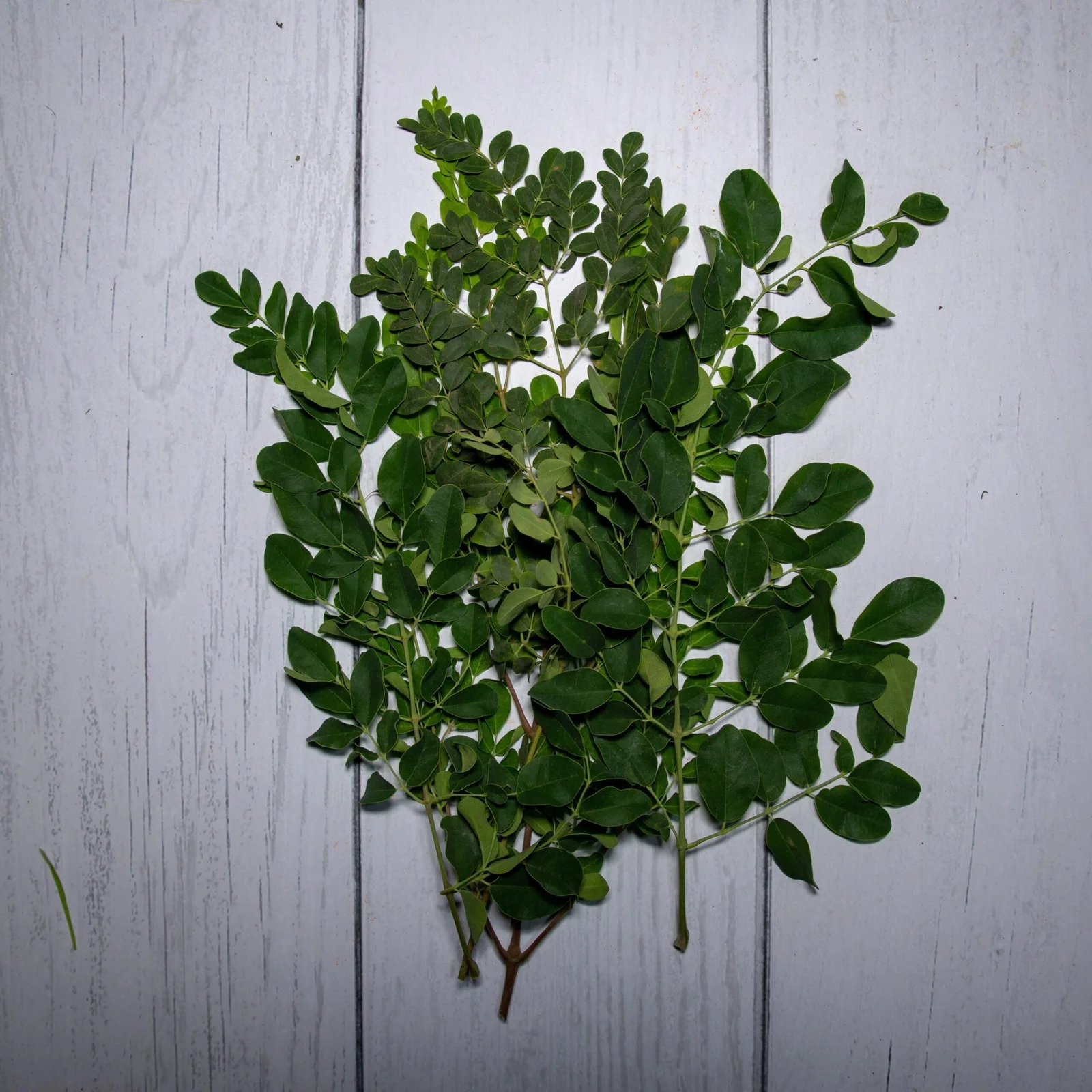 Moringa Leaf Extract - Image 3