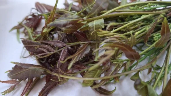 Neem Powder - Image 2
